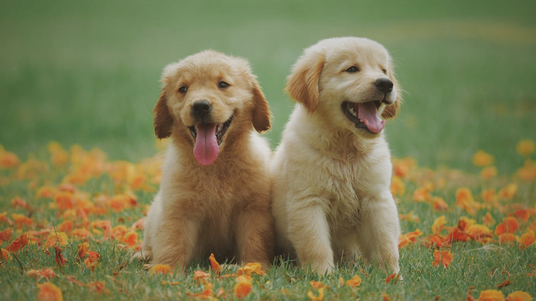 AOZI Puppy Food Feeding Guide: How Much and How Often to Feed Your Puppy