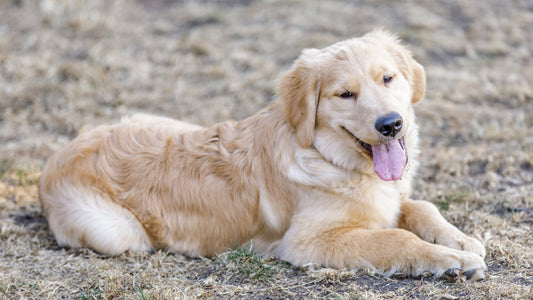 7 Common Puppy Feeding Mistakes to Avoid (and How AOZI Puppy Food Helps)