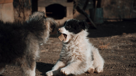 AOZI Puppy Feeding Chart: How Much to Feed Your Puppy by Age & Weight