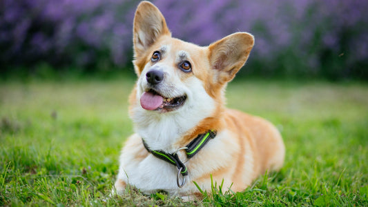 AOZI Puppy Food vs Leading Brands: Which Puppy Food Truly Delivers?
