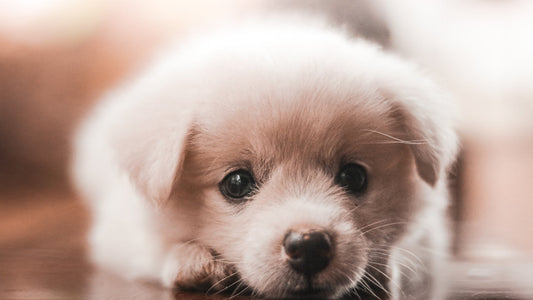 Lamb vs Chicken: Why Lamb Is the Better Choice for Your Puppy’s Food