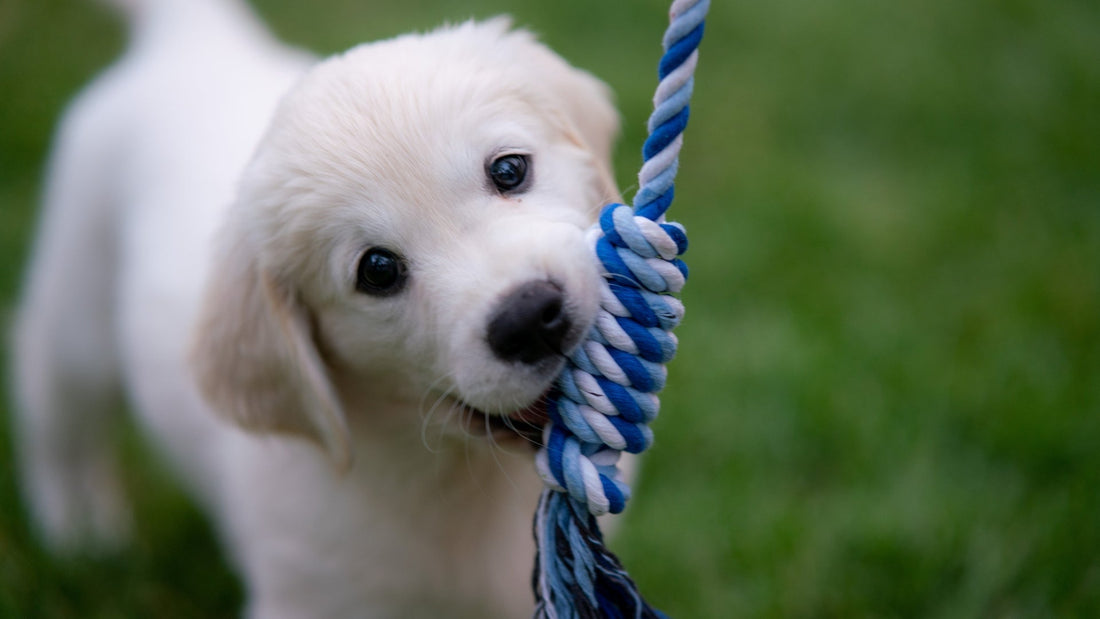 7 Puppy Feeding Mistakes Every New Pet Parent Should Avoid