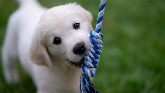 7 Puppy Feeding Mistakes Every New Pet Parent Should Avoid