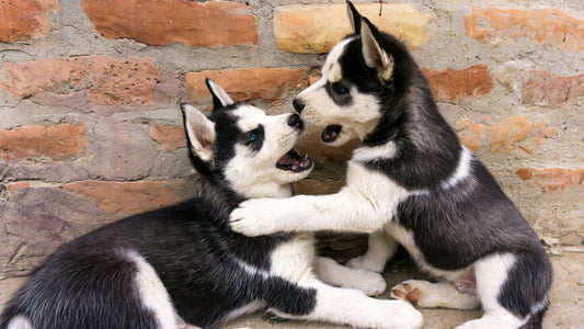 Best Puppy Food for Sensitive Stomachs: Why AOZI Is the Gentle Choice